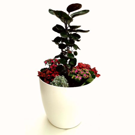 Eine Pflanzenurne als Zimmergrabpflanze im Topf als Indoor-Gedenkstätte Ihres Haustieres