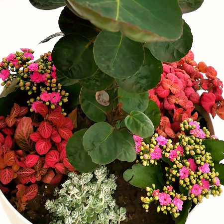 Zimmergrab-Pflanze Ihres verstorbenen Haustieres mit verschiedenen Pflanzenarten oder Baumarten
